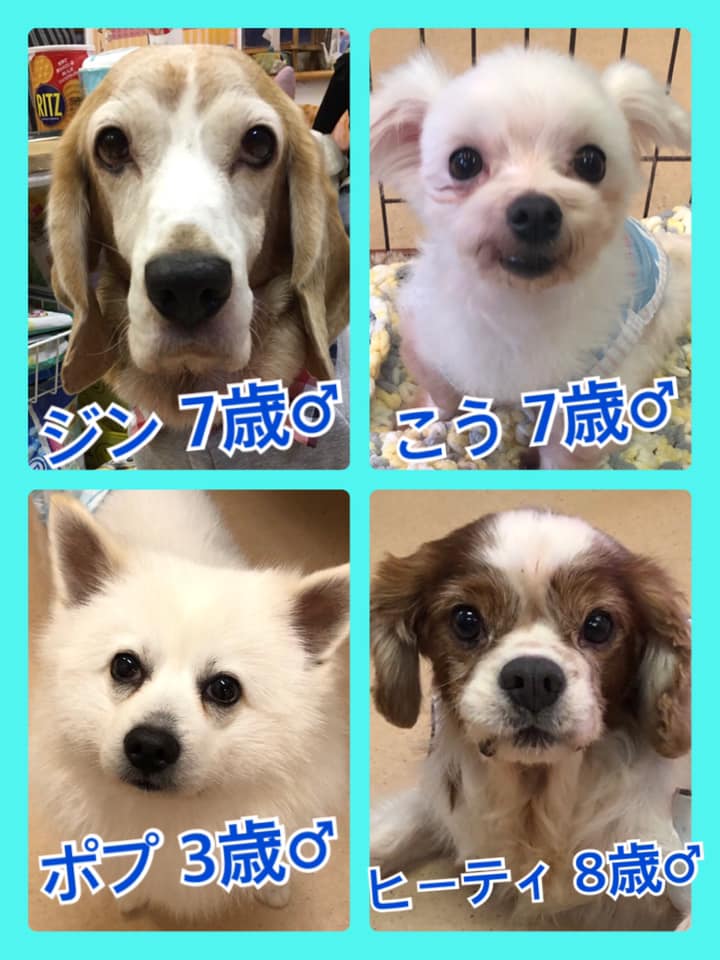 🐾今日の里親様募集中ワンコ🐶メンバーです🐾2020,6,16